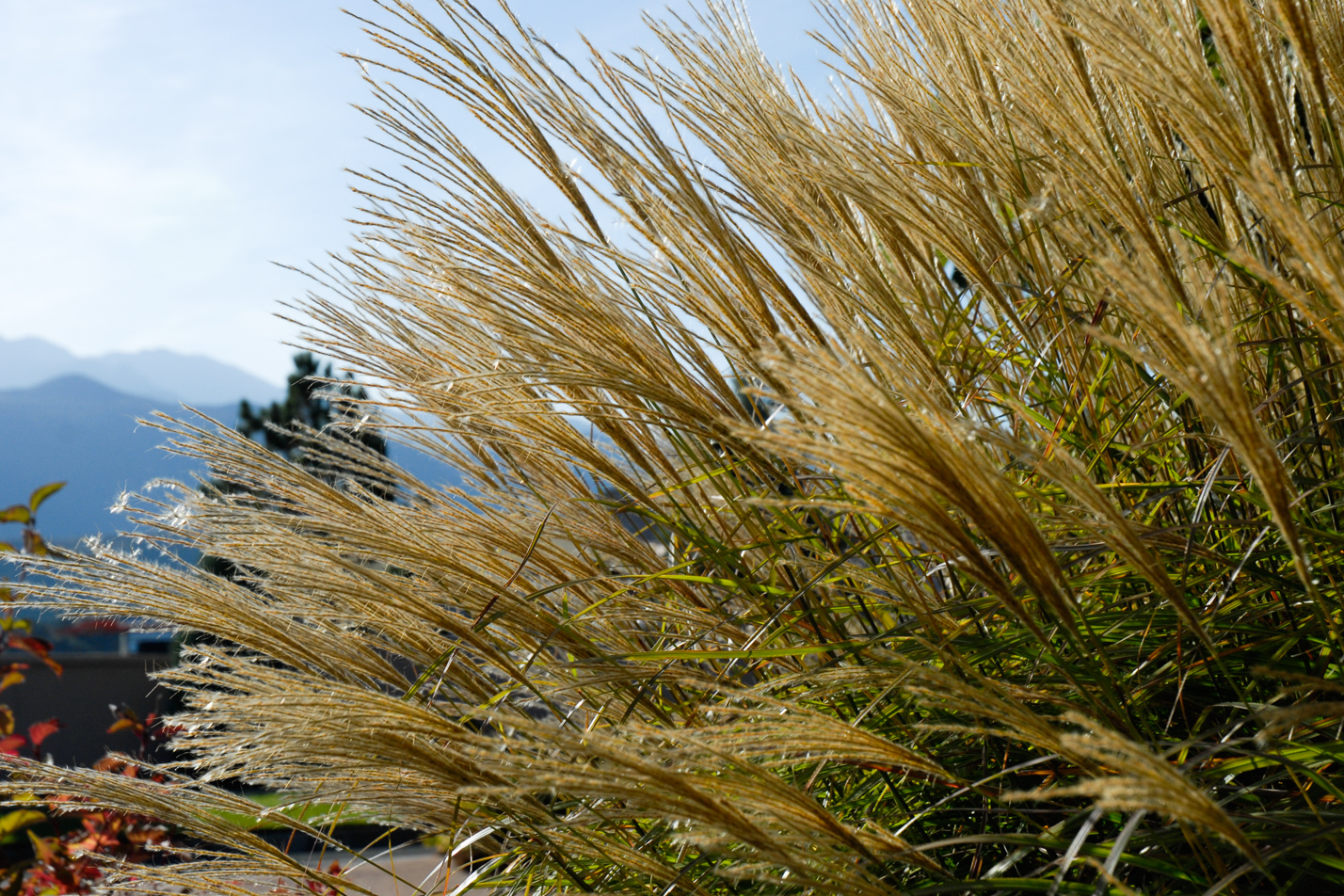 Compact Maiden Grass